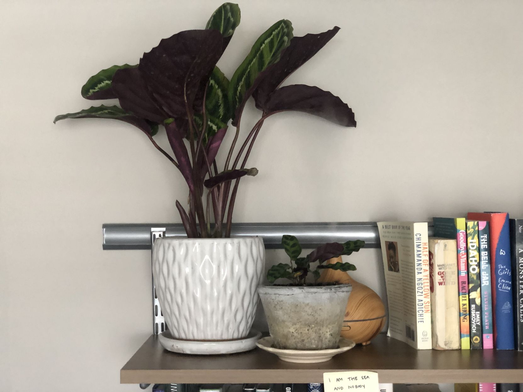 calathea 2